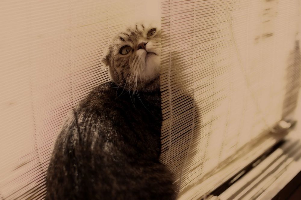 Кошачая весна