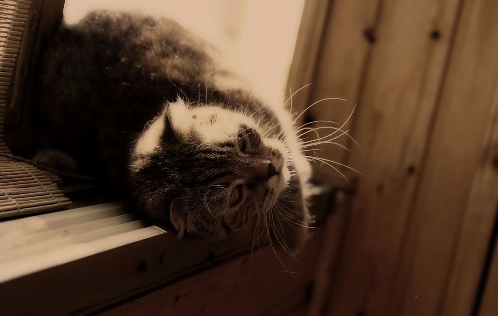 Кошачая весна