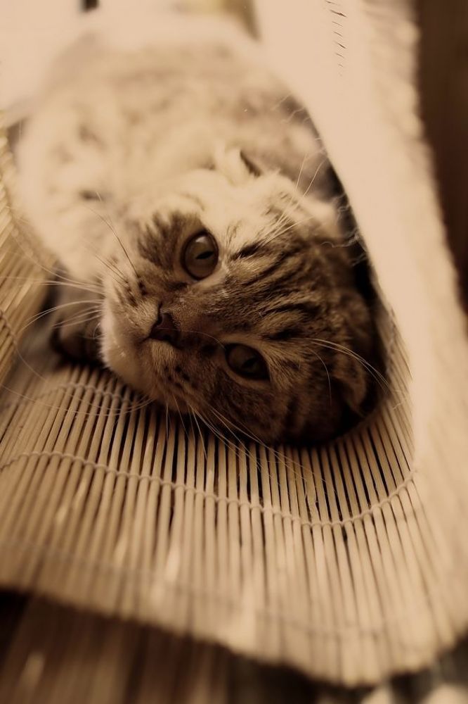 Кошачая весна