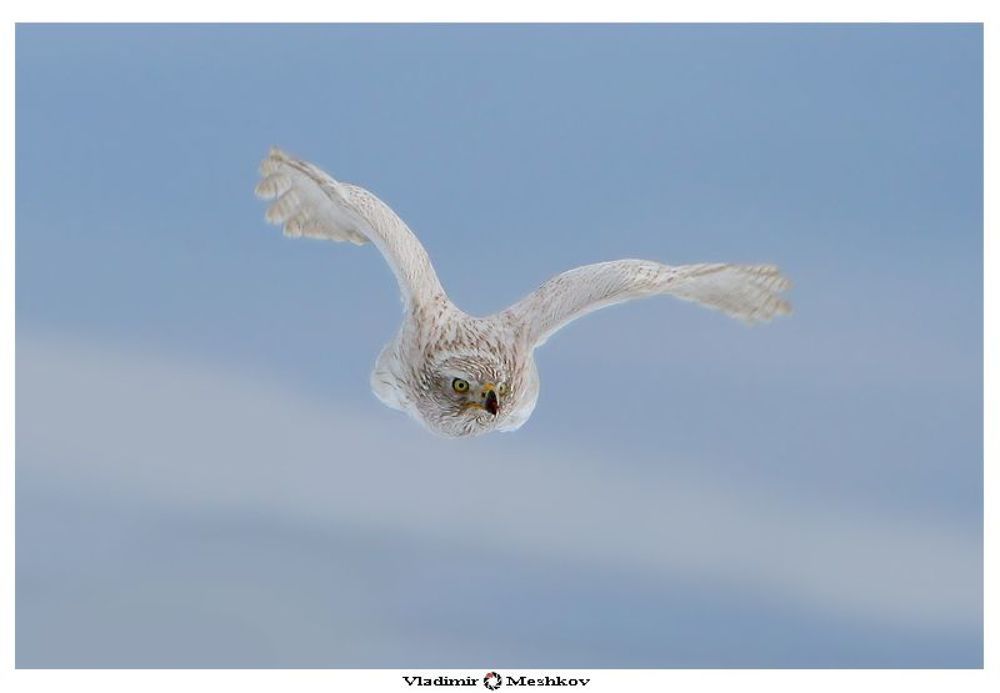 Белый ястреб-тетеревятник или Тундровик. (Accipiter gentilis).

Непревзойдённый охотник, имеющий уникальное, сдвоенное бинокулярное зрение. Широкий угол с телеобъективом в центре.
Редкий, исчезающий вид.


TV; 1/1000 sec; f/5,6; ISO=320ASA; F=400mm;
Canon EOS 30D; Flash Canon SpeedLight-580EXII +3.