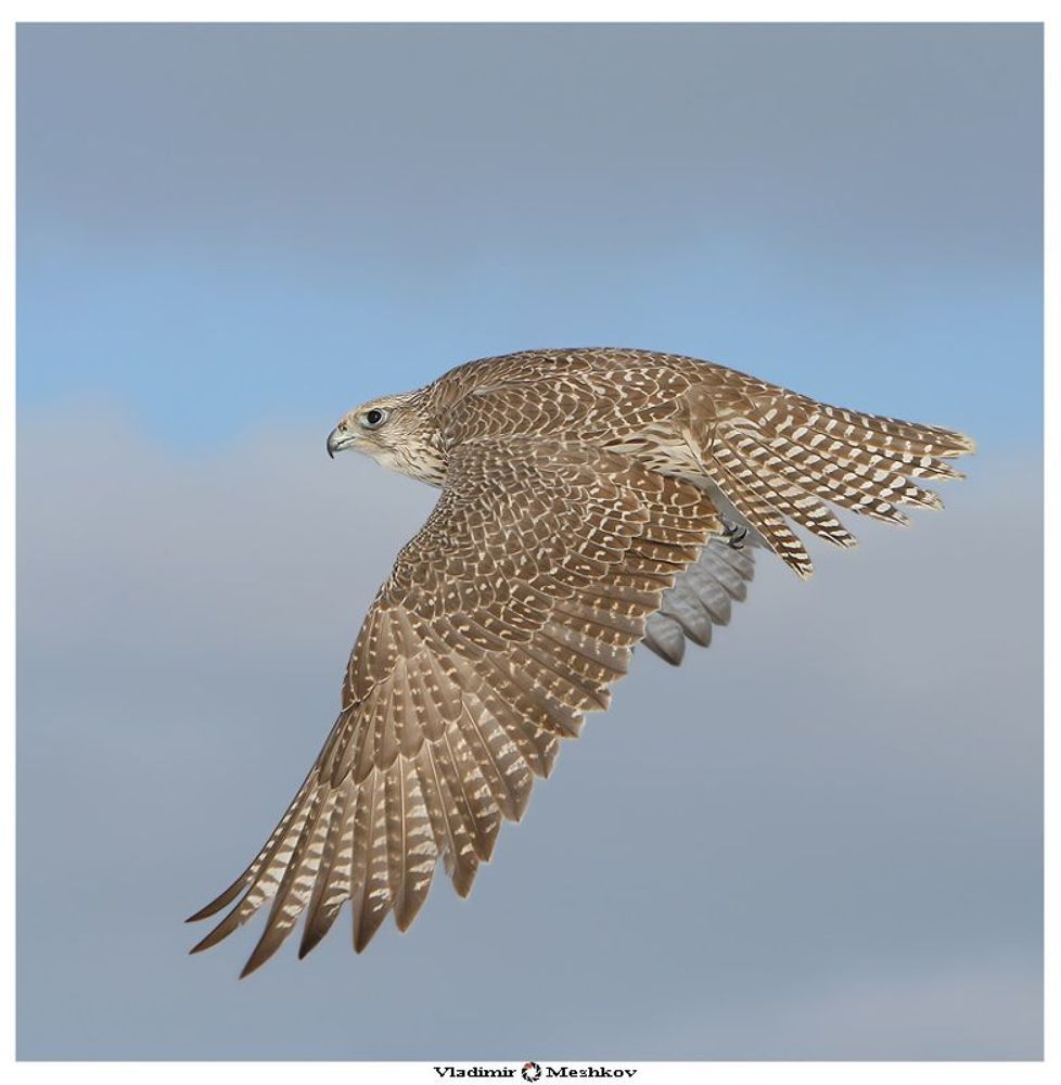 КРЕЧЕТ. (Falco Rusticolus) Король неба !
Самый крупный из соколов. Масса самца чуть больше 1 кг, самки &mdash; до 2 кг. Окраска сибирского кречета светлая (светлее лапландских кречетов), но изменчивая: от буровато-серой до почти белой сверху; брюшная сторона беловатая с темным рисунком. Темная полоска у разреза рта (&laquo;усы&raquo;) почти незаметна. На надклювье, как у всех соколов, характерный зубец. Лапы желтые. Полет быстрый. Кречет похож на сапсана, но крупнее и имеет относительно более длинный хвост. Голос также похож на голос сапсана, но грубее и ниже: хриплое &laquo;кьяк-кьяк-кьяк&raquo; или протяжное &laquo;кеек-кеек-кеек&raquo;. Весной может издавать довольно тихую и высокую трель. Южный горный подвид &mdash; алтайский кречет, которого многие специалисты считают подвидом или морфой балобана, &mdash; отличается более однообразной темной окраской.

LENS: Canon EF 70-200 2,8 L IS USM + 1,5X Extender. F-5,6, STABILISATION-2.