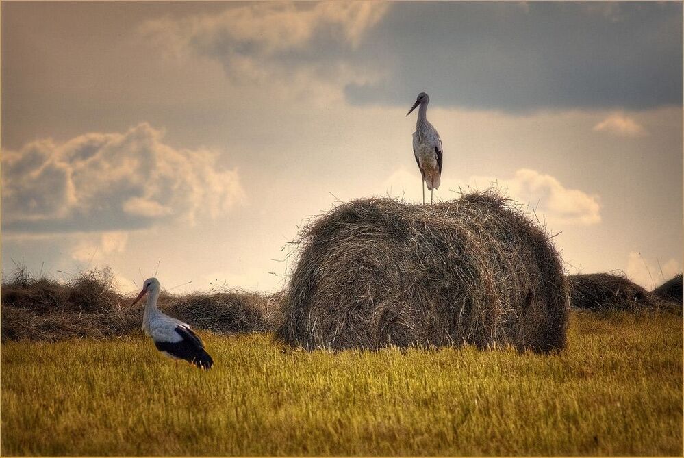 Деревенские зарисовки