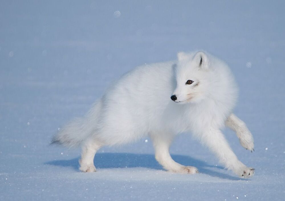 Arctic fox