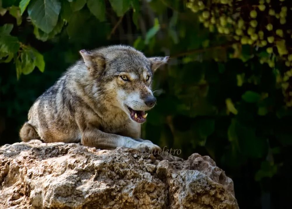 Волк (Серый волк, Обыкновенный волк, лат. Canis lupus) &mdash; хищное млекопитающее семейства псовых. Кроме того, как показывают результаты изучения последовательности ДНК и дрейфа генов, является прямым предком домашней собаки, которая обычно рассматривается как подвид волка (C.l.familiaris). Волк &mdash; наиболее крупное животное в своём семействе: длина его тела (с хвостом) может достигать 160 см, высота в холке до 90 см; масса тела до 62 кг.