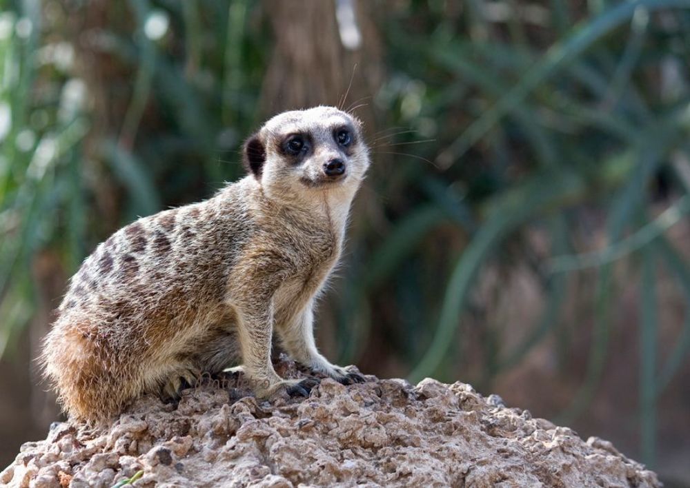 Сурика́т, или сурика́та, или тонкохвостый мирка́т (лат. Suricata suricatta) &mdash; вид млекопитающих из семейства мангустовых (Herpestidae). Длина тела вместе с головой 250&mdash;350 мм, хвоста  175&mdash;250 мм. Окрас шерсти светло-серый. Все сурикаты имеют характерный рисунок из черных полос, который составляют отдельные волоски, кончики которых окрашены в черный цвет. Сурикаты хорошо приручаются.