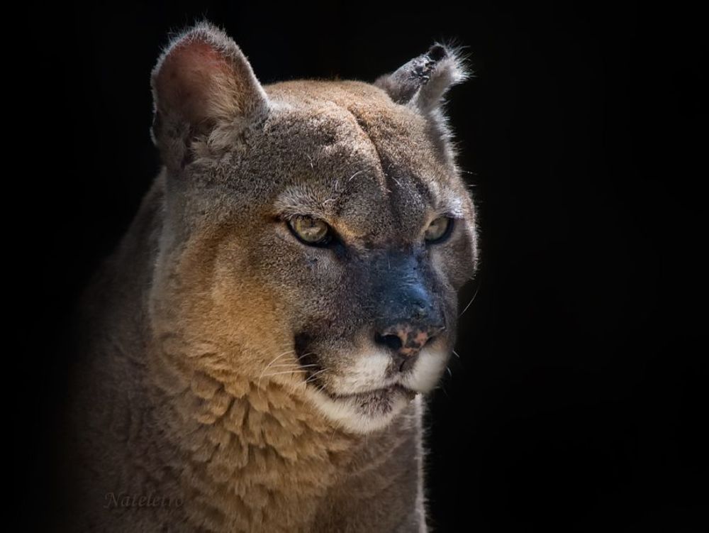 Пума, кугуар, горный лев (лат. Puma concolor) &mdash; вид класса млекопитающих отряда хищных семейства кошачьих. До 1993 г. носила название Felis concolor. Слово &laquo;пума&raquo; происходит из языка кечуа.Ближайшими родственниками пумы являются ягуарунди и вымерший североамериканский род Miracinonyx. Пума &mdash; второй по величине представитель семейства кошачьих в Америке; крупнее неё только ягуар. Эта кошка достигает в длину 100&mdash;180 см, при длине хвоста 60&mdash;75 см, высоте в холке 61&mdash;76 см и весе до 105 кг (самцы). Обычный нормальный самец крупного подвида весит около 70 &mdash; 90 кг. Самки мельче самцов на 30 %.