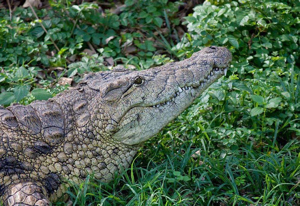 Крокоди́лы (лат. Crocodylia, или лат. Loricata) &mdash; отряд водных позвоночных (которых обычно относят к сборной группе &laquo;пресмыкающихся&raquo;). В рамках кладистики крокодилы рассматриваются как единственный выживший субклад более широкого клада круротарзы. Слово &laquo;крокодил&raquo; происходит от греч. &kappa;&rho;&omicron;&kappa;ό&delta;&epsilon;&iota;&lambda;&omicron;&sigmaf;, &laquo;галечный червь&raquo;, данного из-за бугристой кожи этих животных. Считается, что крокодилы появились около 120 млн лет назад в меловом периоде. Из ныне живущих организмов ближайшие родственники крокодилов &mdash; птицы. Все нынешние крокодилы &mdash; полуводные хищники, атакующие водных, околоводных и приходящих на водопой животных.
