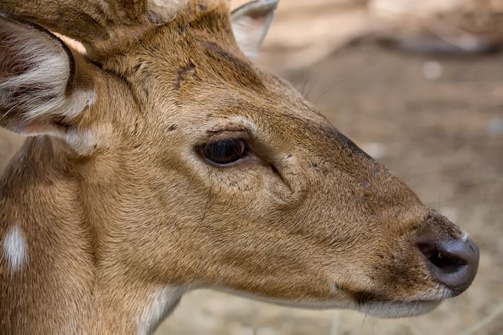 Оле́невые, или оле́ньи (лат. Cervidae) &mdash; семейство парнокопытных, содержащее 40 видов.