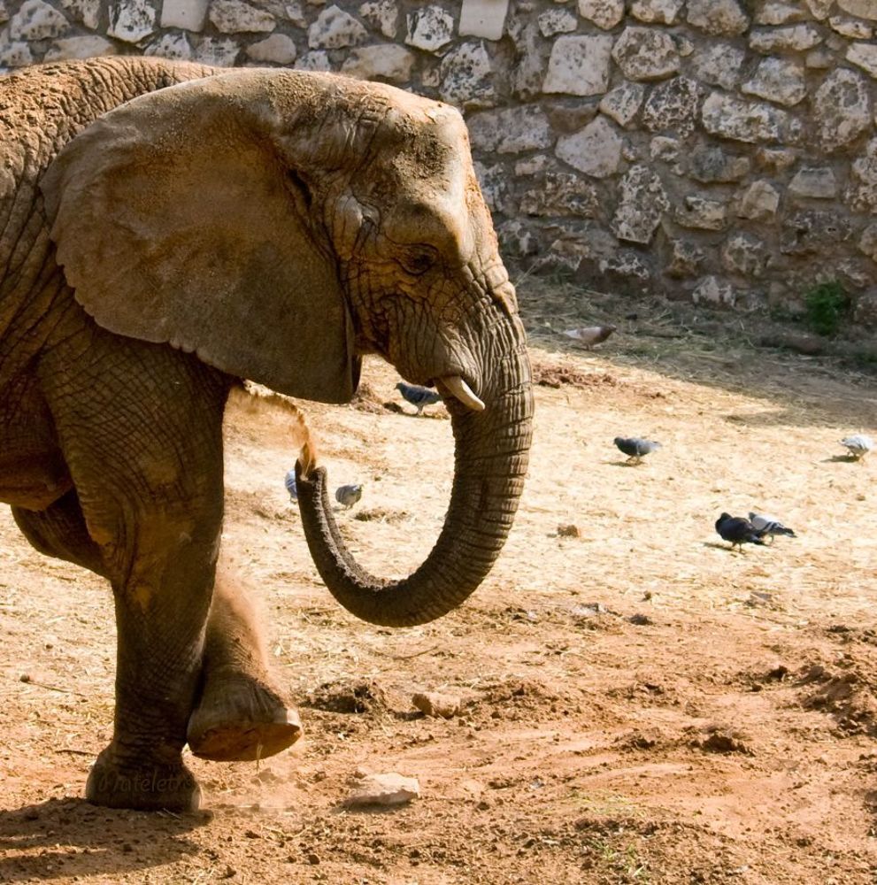 Слоно́вые (лат. Elephantidae) &mdash; семейство млекопитающих отряда хоботных. К этому семейству в наше время относятся наиболее крупные наземные млекопитающие.  Предполагается, что слоновые появились в четвертичный период. Слоны обладают музыкальным слухом и музыкальной памятью, способны различать мелодии из трёх нот, музыку на скрипке и низкие звуки баса и рога предпочитают высоким флейтовым мелодиям.