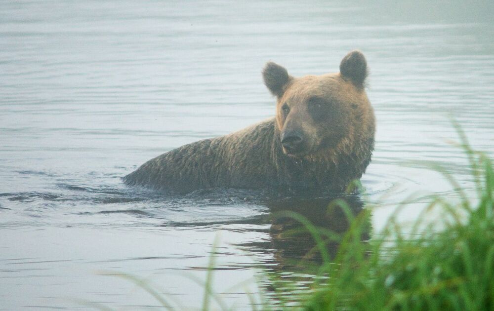 Медведица с Саратовки