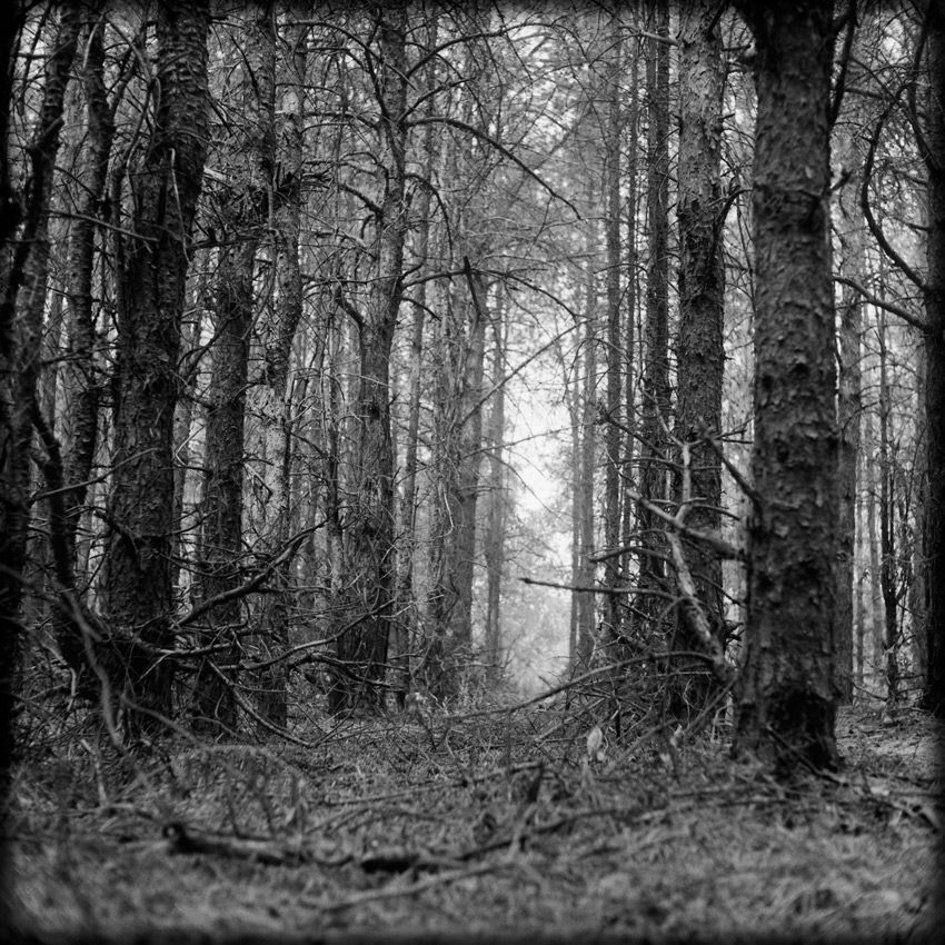 wood...