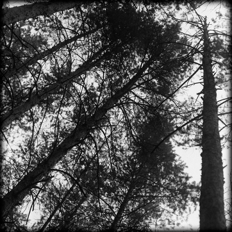 wood...