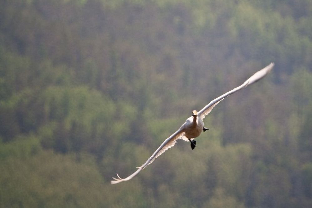 Лебедь на Байкале