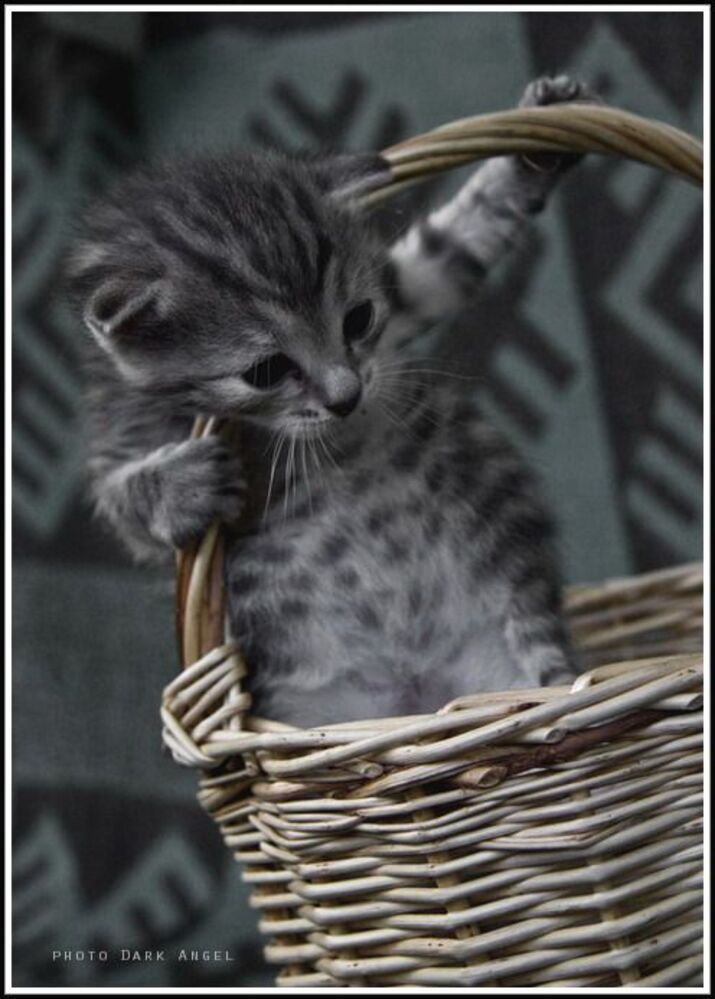 Из жизни кошки-Загрызки
