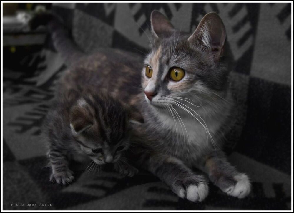 Из жизни кошки-Загрызки