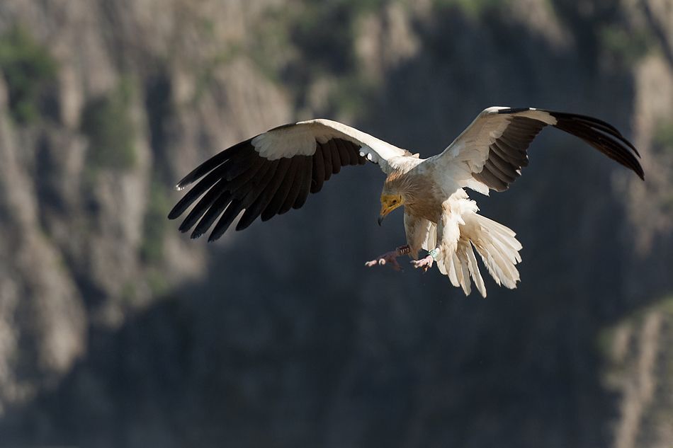 Egyptian Vulture - Madjarovo, Bulgaria