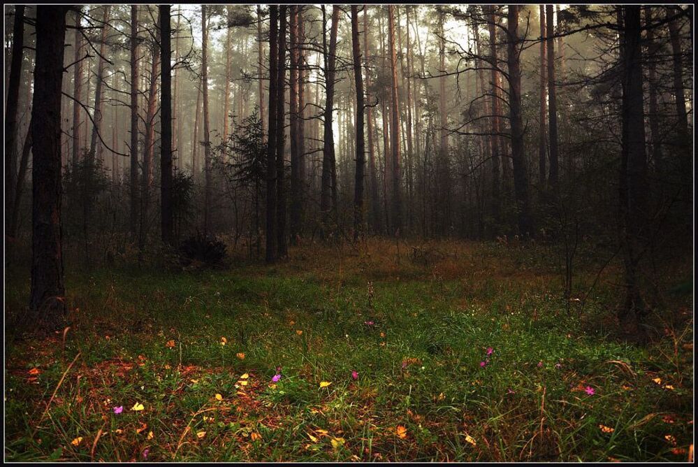 В лесу...