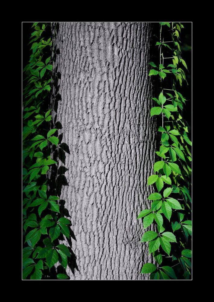 Conceptual pictures of nature