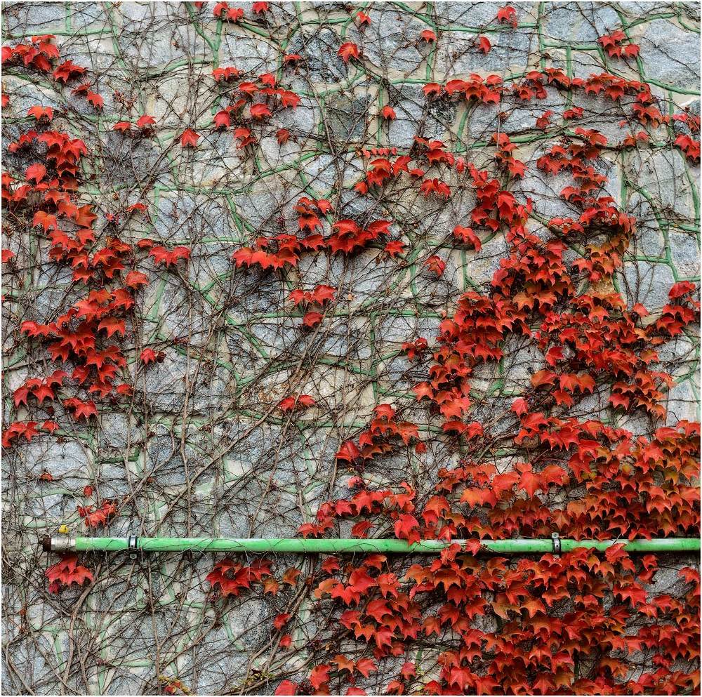 Conceptual pictures of nature