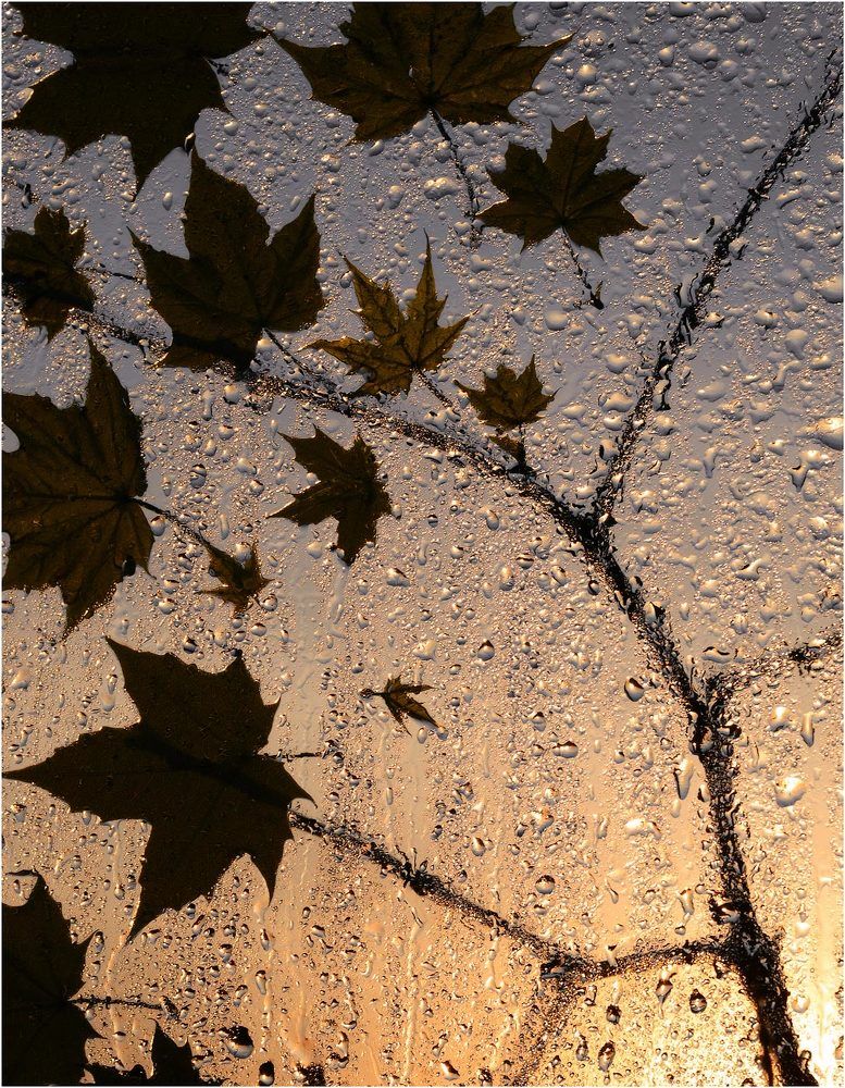 Conceptual pictures of nature