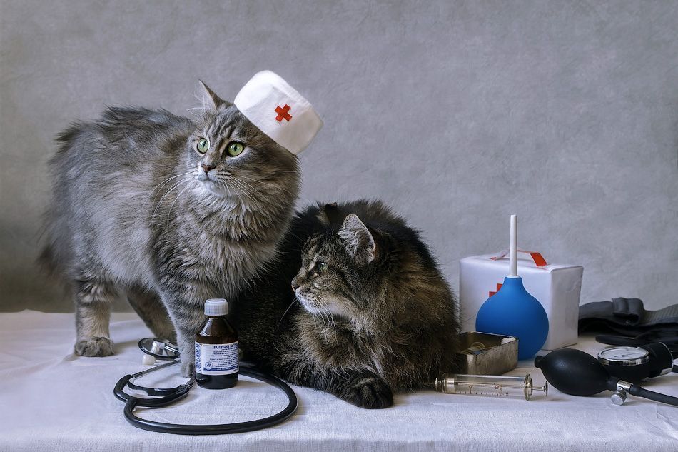 - Вот и лечи этих котиков-наркотиков!