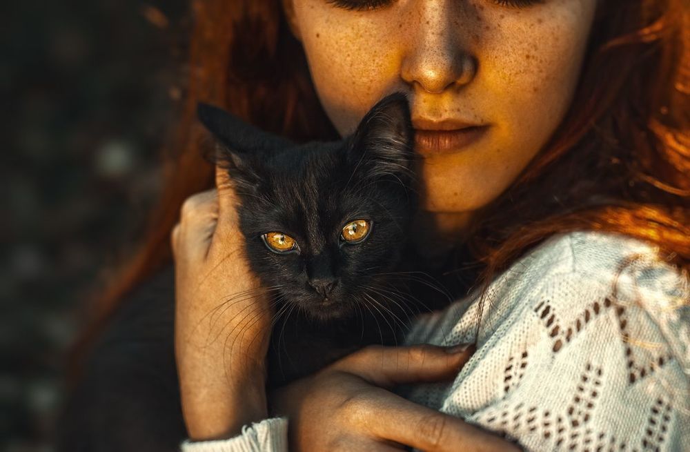 Черный кот