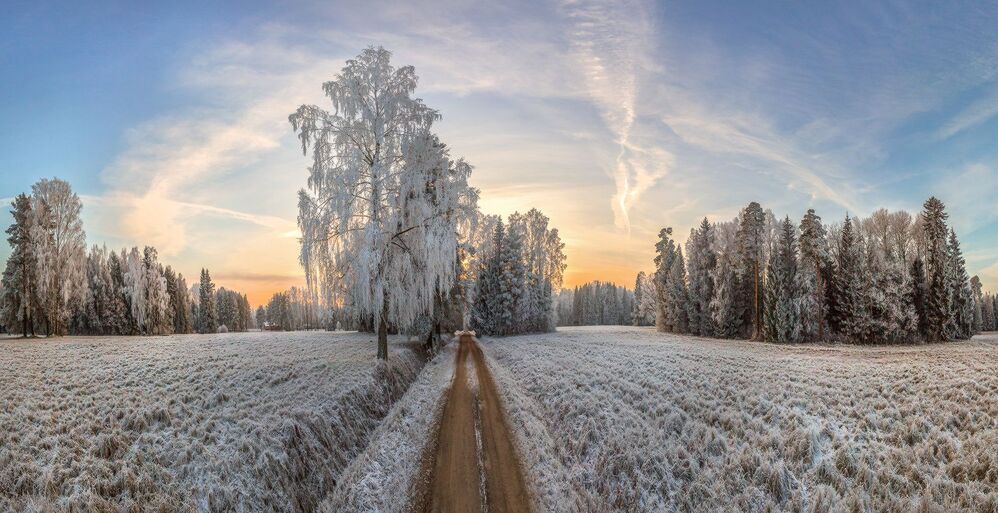 Иней в парке Павловск
