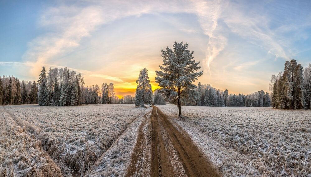 Иней в парке Павловск