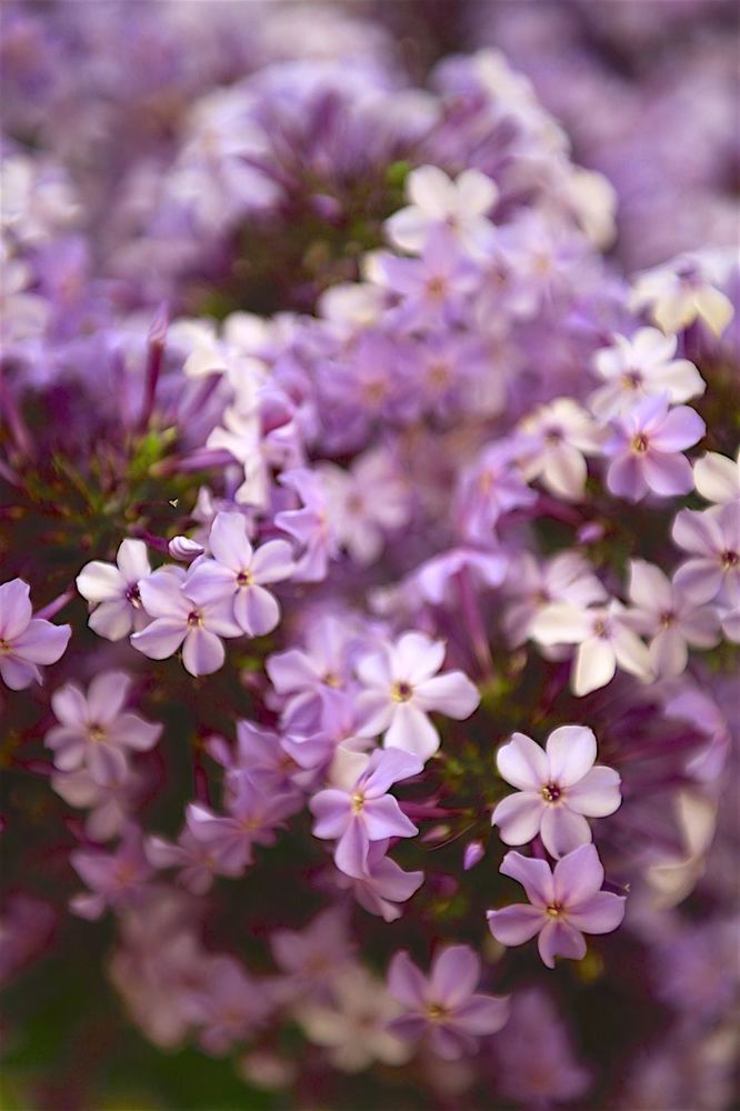 Phlox