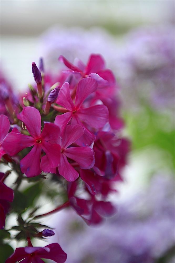 Phlox