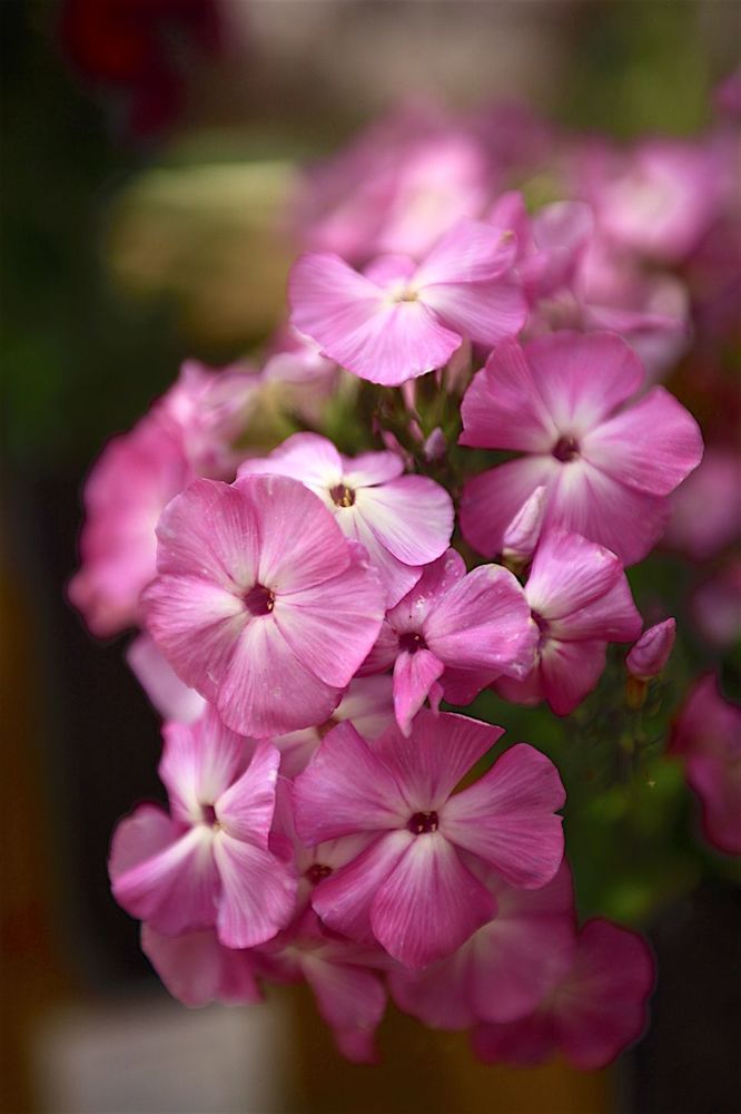 Phlox