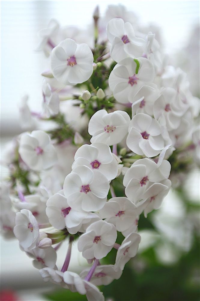 Phlox