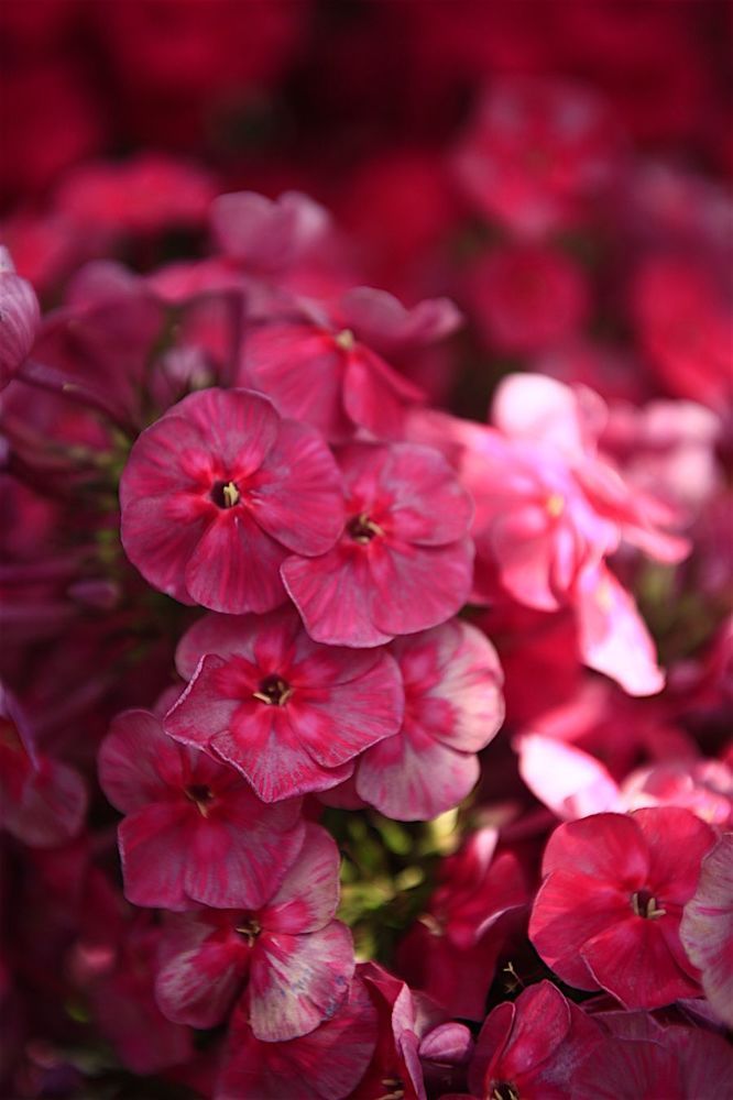 Phlox