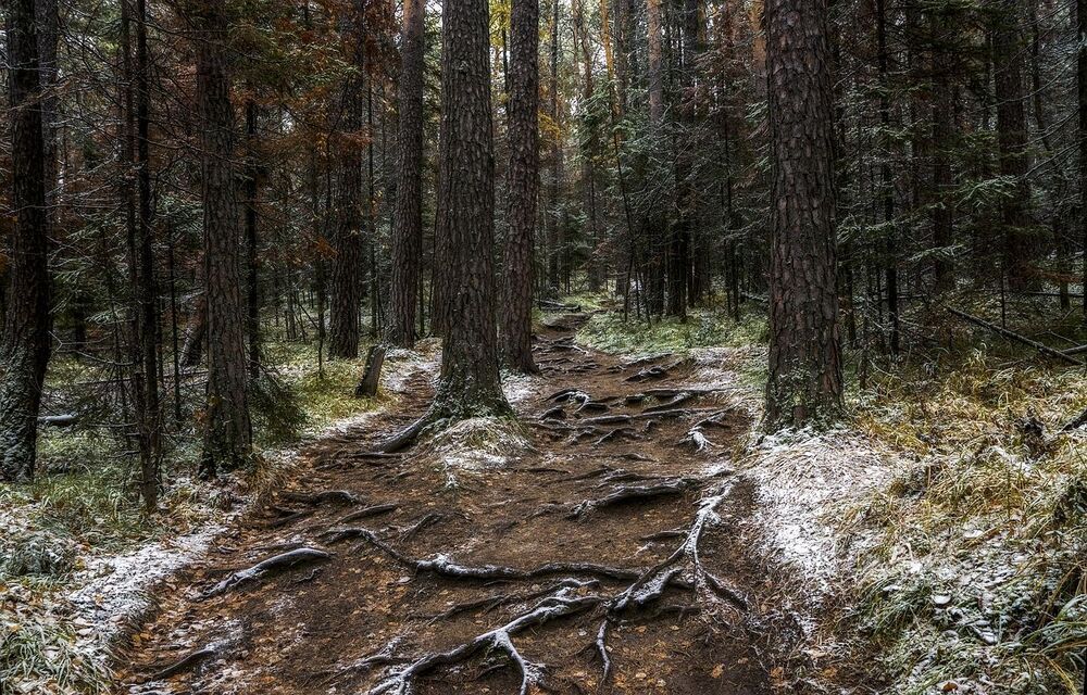 Группа "Корни" (сборник)