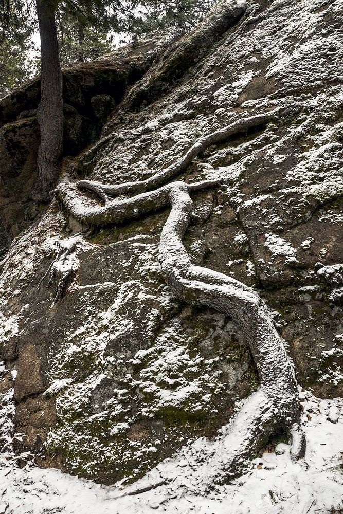 Группа "Корни" (сборник)