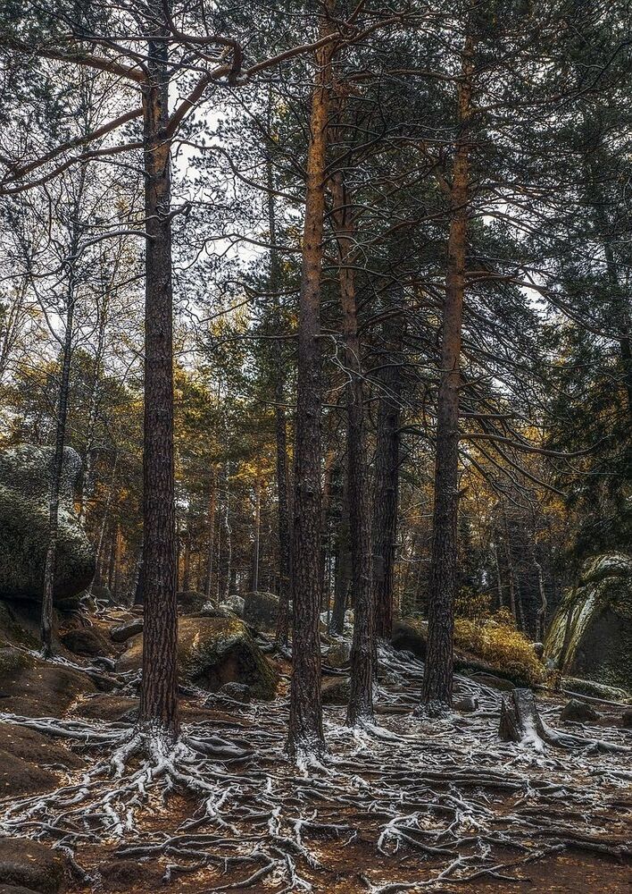 Группа "Корни" (сборник)