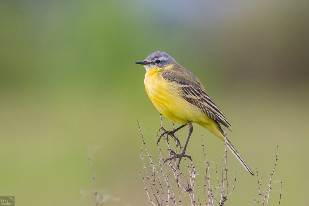 Motacilla flava. Male