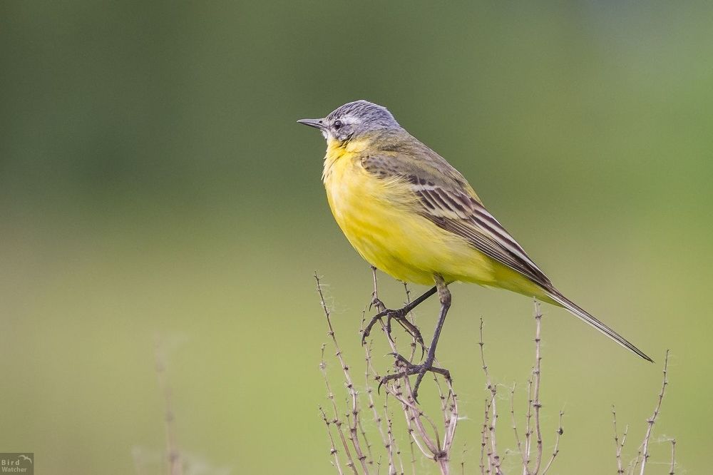Motacilla flava. Male