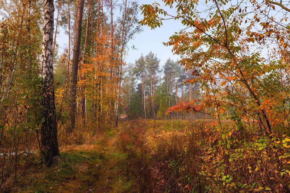 Осень, чаща леса, мох сухих болот