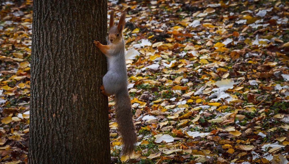 Хроники ноября.