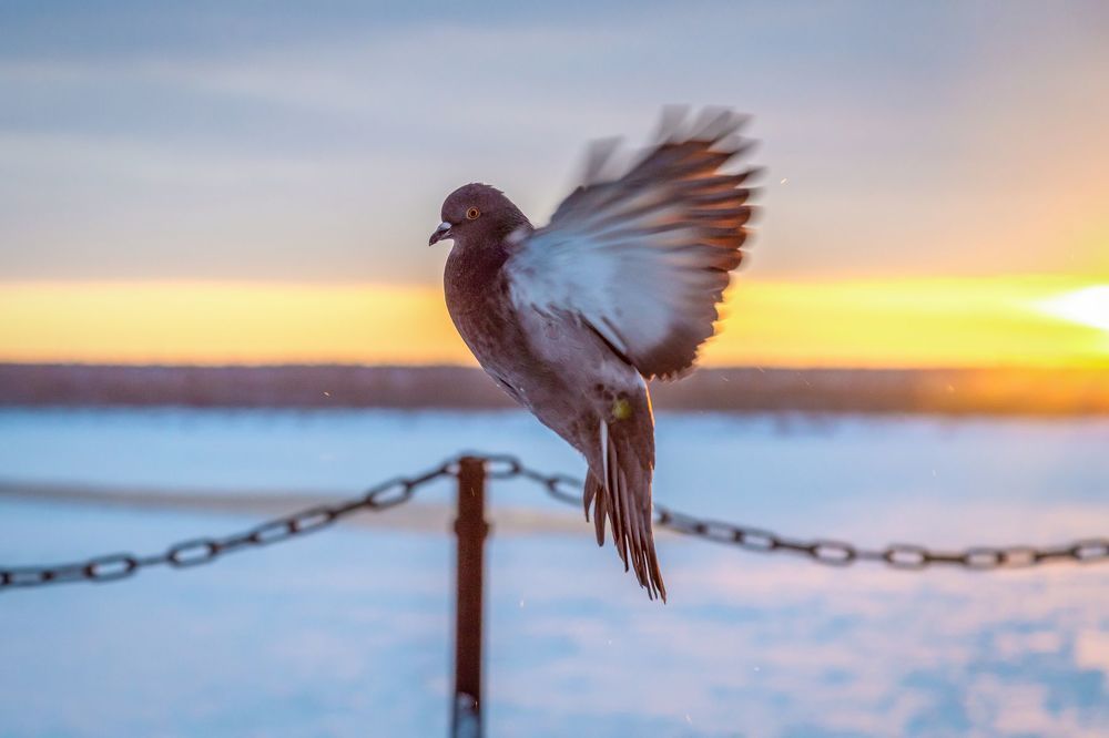 Голубинные танцы
