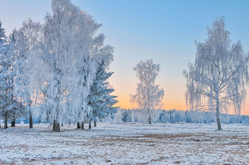По деревьям серебристая перекинулась фата...