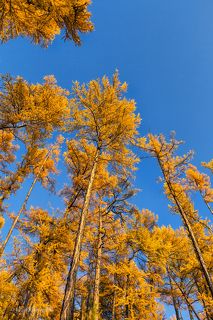 Лиственница занимает огромные площади от южных до северных границ Сибири и Дальнего Востока...