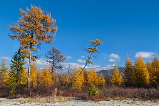 Лиственницы долго радуют глаз своей осенней одёжкой, а совсем скоро заметёт...