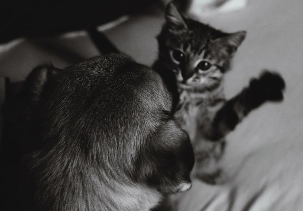 Кот и Пес =)