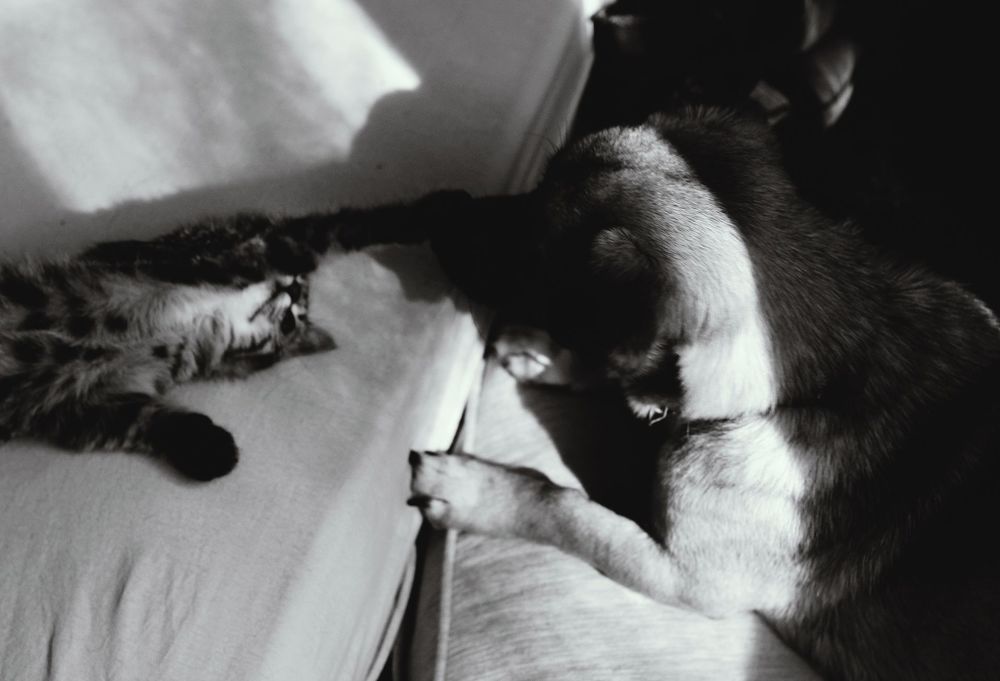 Кот и Пес =)