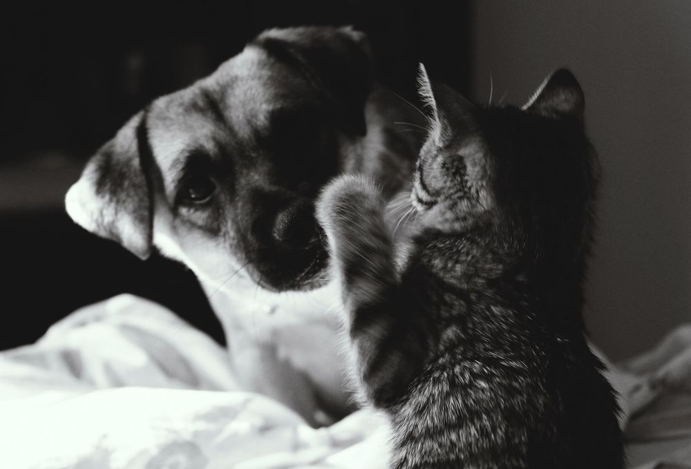 Кот и Пес =)