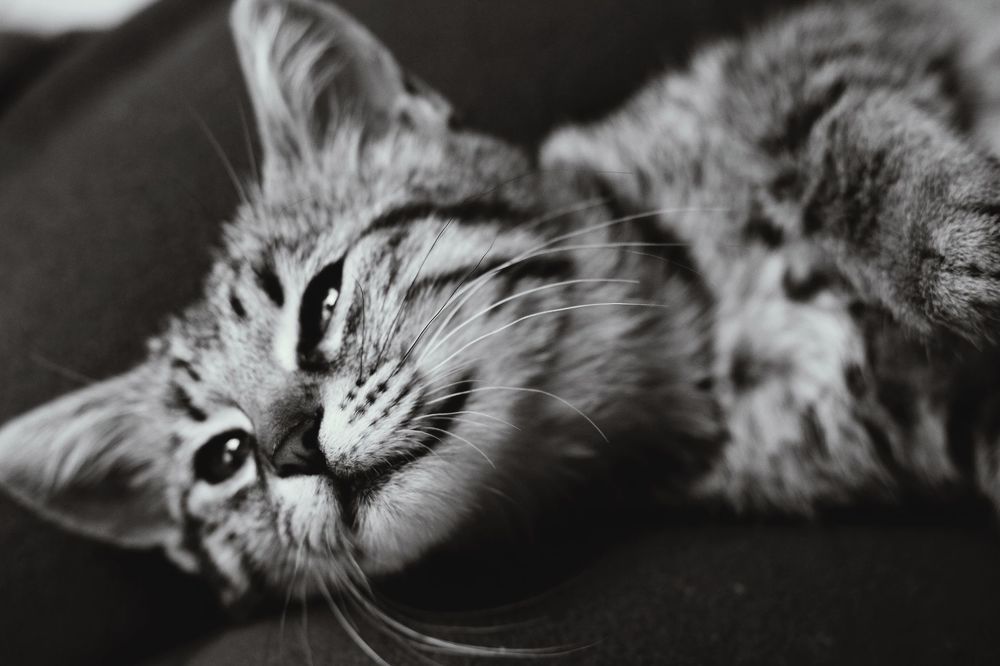 Кот и Пес =)