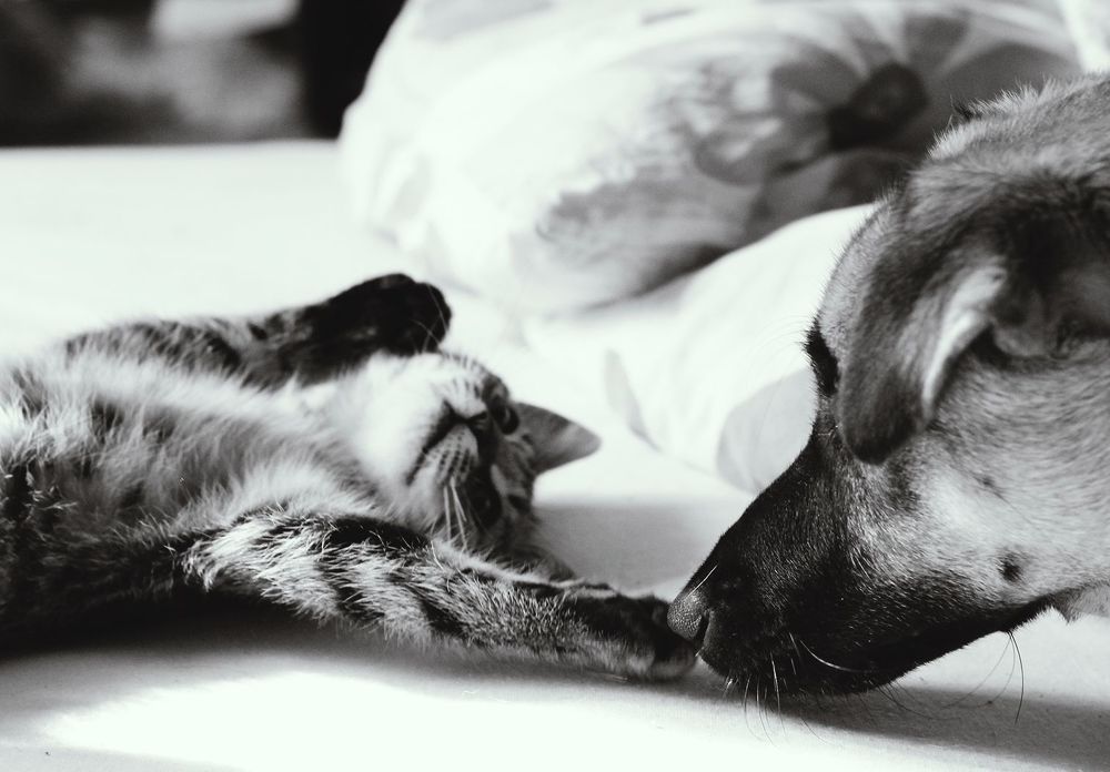 Кот и Пес =)