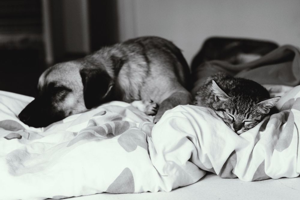 Кот и Пес =)